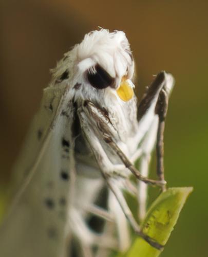 Yponomeuta sp.